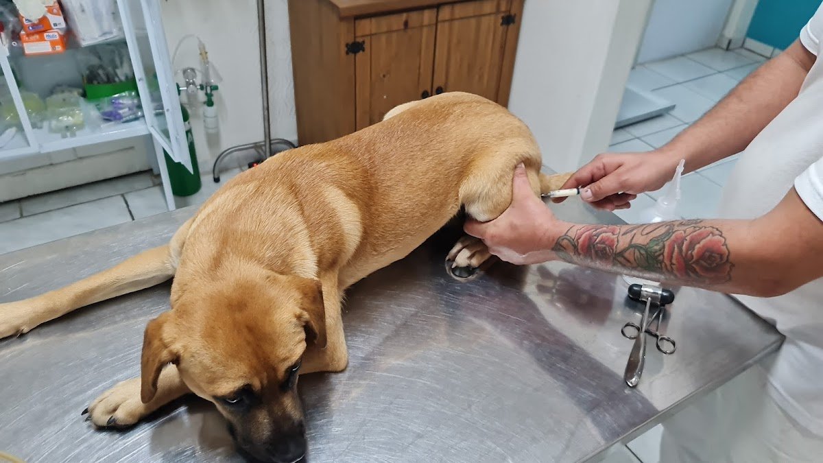 Clínica Veterinária "Bem Estar"