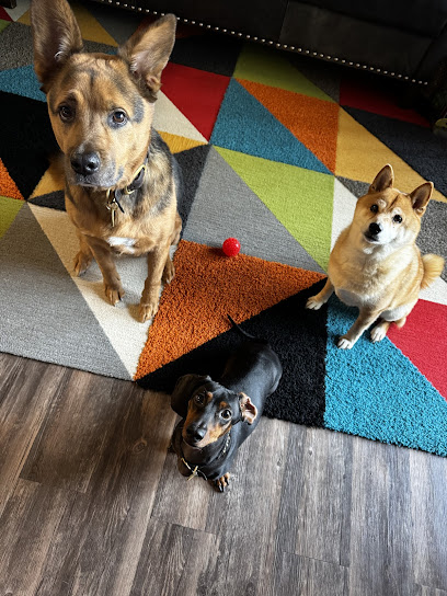 Metro Pup SA Dog Walking & Pet Sitting