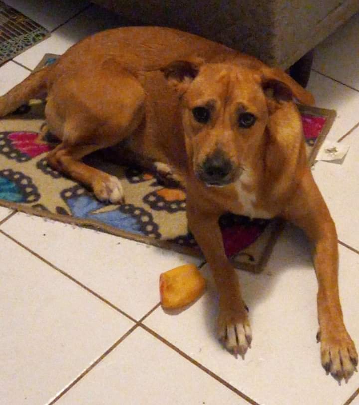 Clínica Veterinária Sérgio Wawginiak