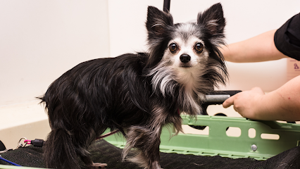 Barking Beauties Spa - Pet Shop in San Antonio