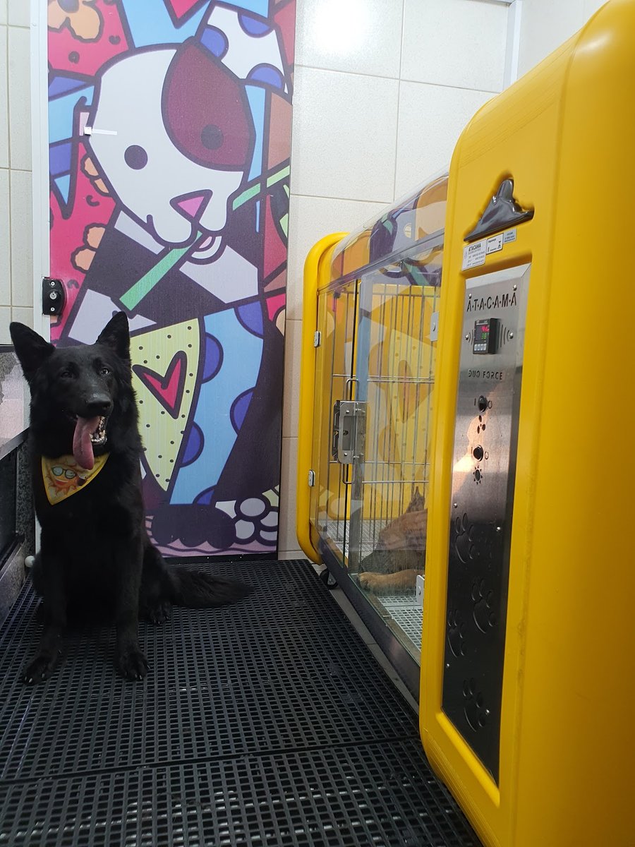 Daumata's Banho e Tosa