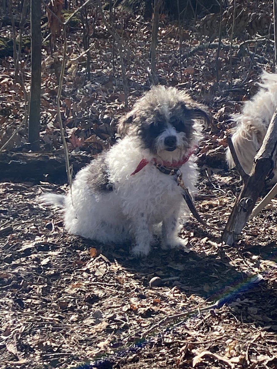 Lifetime Dog Training - Photo 2