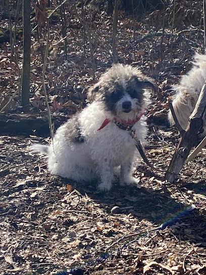 Lifetime Dog Training