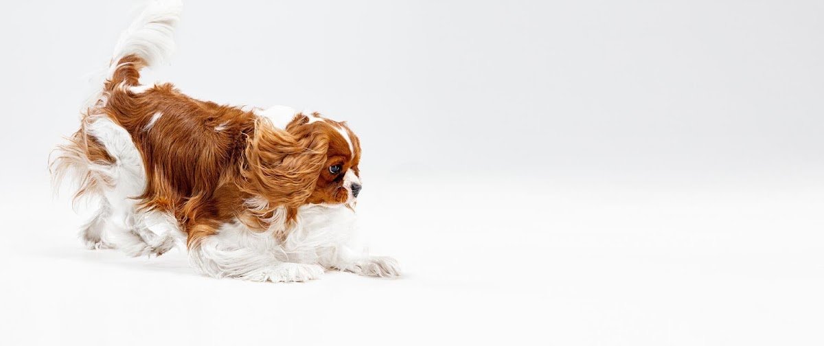 Canines Unleashed Inc. - Photo 2