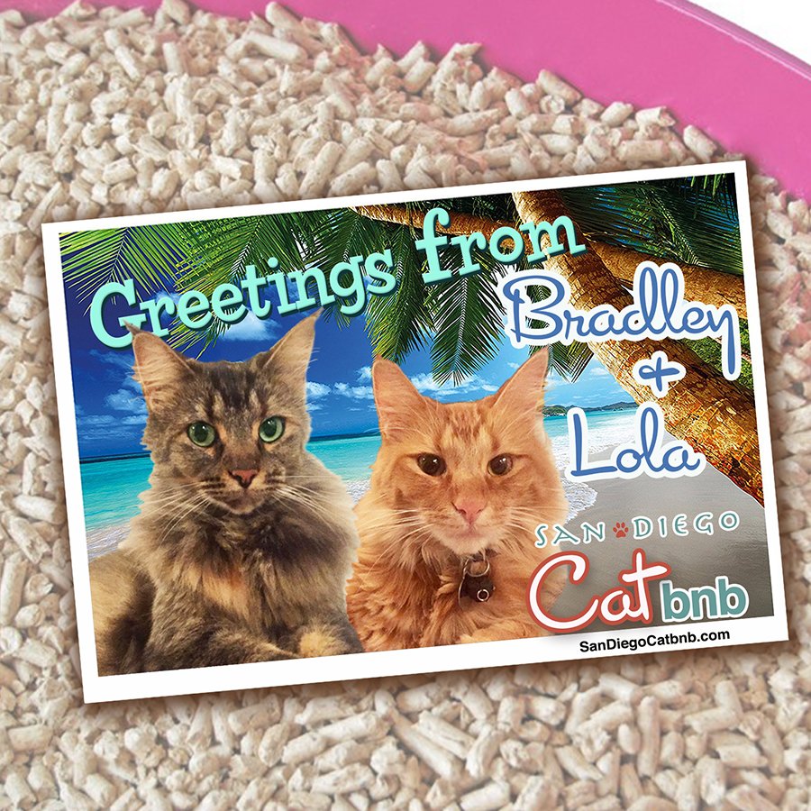 San Diego Cat bnb - Photo 2