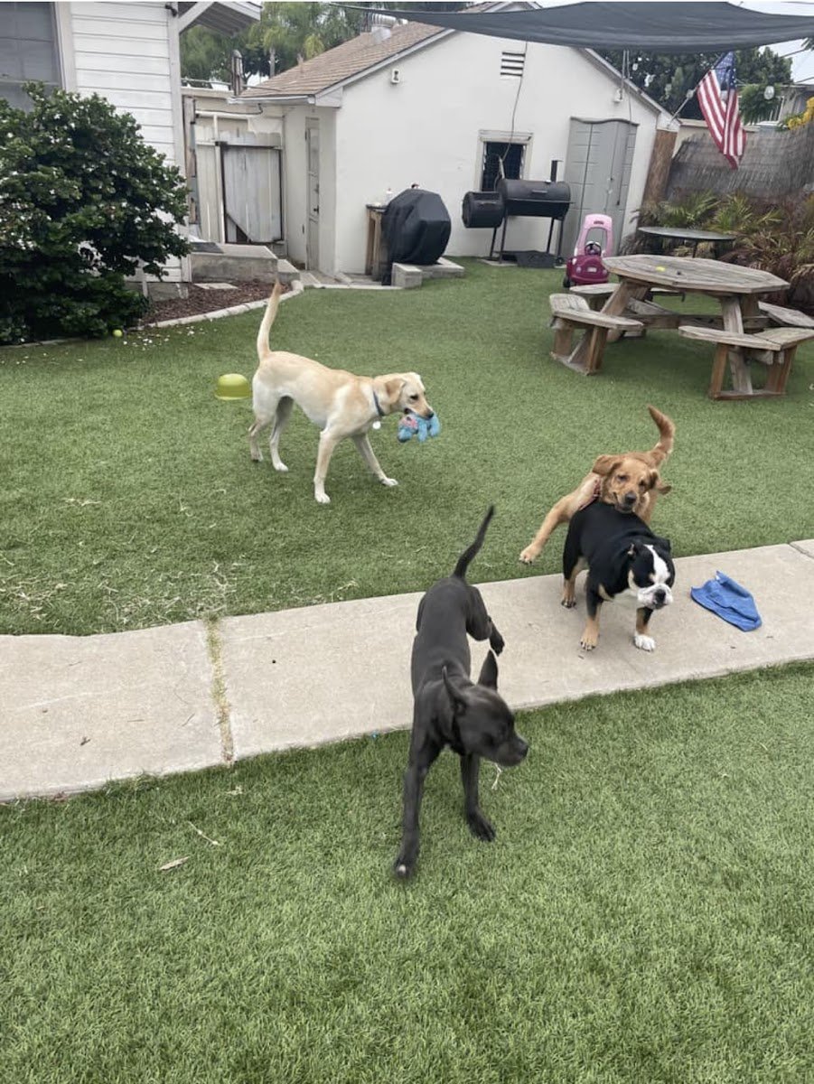 KM Dog Training and Boarding - Photo 2
