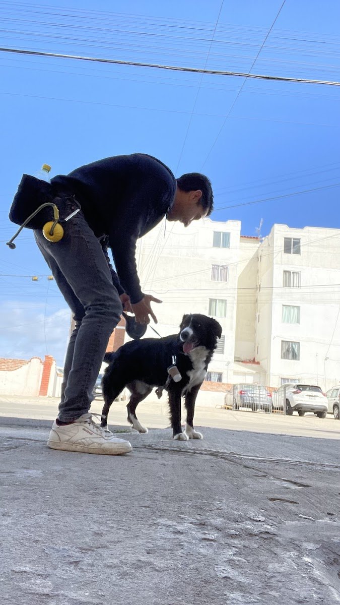 Dogs with Man LLC - Photo 2