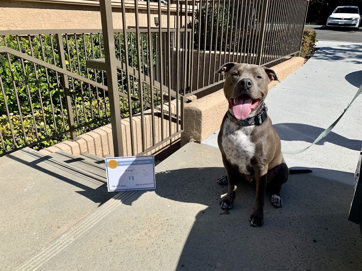 Instinct Dog Behavior & Training San Diego - Photo 2