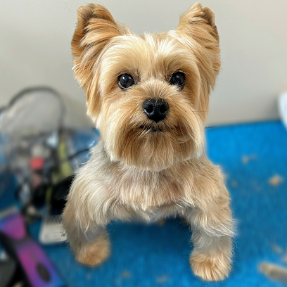 San Diego In-home Pet Grooming - Pet Shop in San Diego