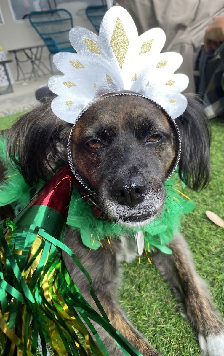 Second Chance Dog Rescue - Photo 2