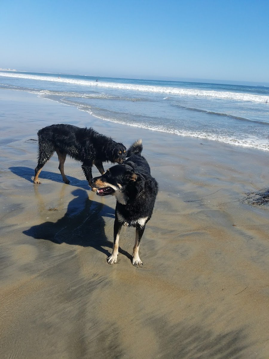Coronado Dog Beach - Photo 2