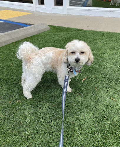 Chula Vista Dog Training