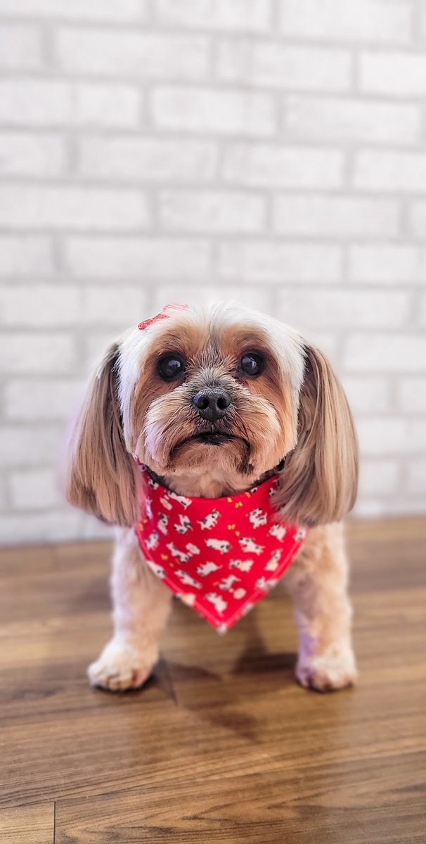Cão Ki Fuça Estética Animal - Pet Shop em São Carlos