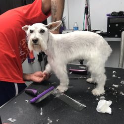"Pampered Paws" - mobile pet grooming- San Diego ca 92120