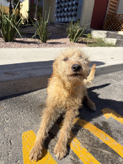Veterinaria 24hrs en Tijuana - Pet Shop in San Diego