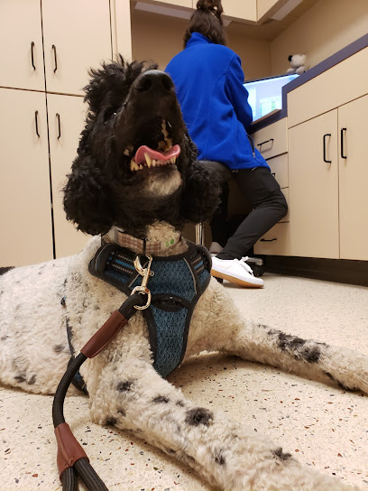 Animal Ophthalmology Clinic