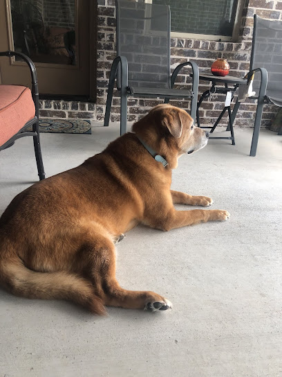 Good Day Pet Sitters