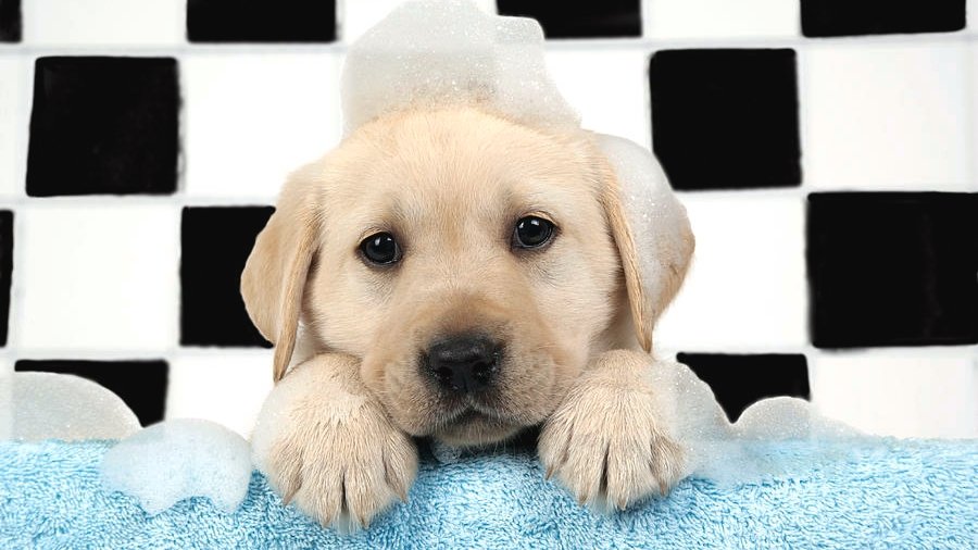 Sugar Paws Mobile Pet Spa - Photo 2