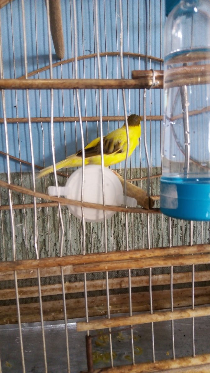 Cavalo Preto Produtos Agropecuários Ltda. - Pet Shop em Goiânia