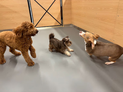 Yardstick Dog Hotel - Lakewood