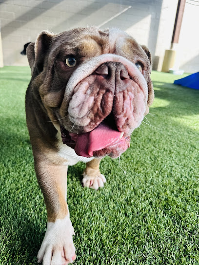 All American Pet Resorts Dallas