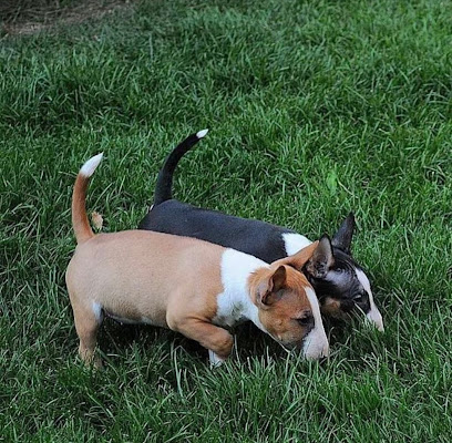 5-Star Teacup Breeders/Staffordshire Bull Terrier Puppies For Sale-Purebred Babies / Teacup Puppies for sale