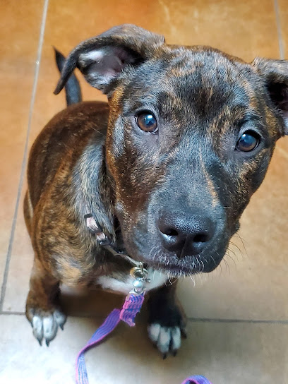 Bridge Street Animal Clinic - Pet Shop in Fort Worth