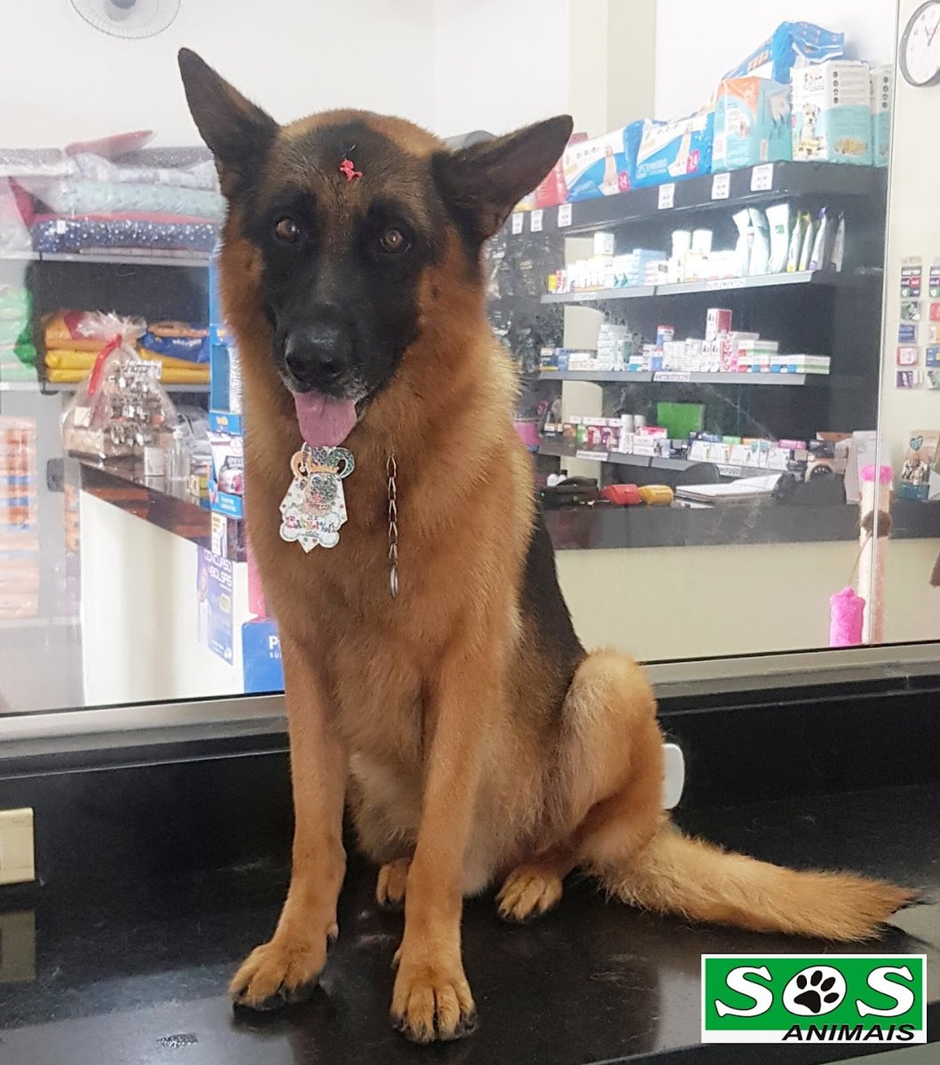 Clinica Veterinaria SOS Animais