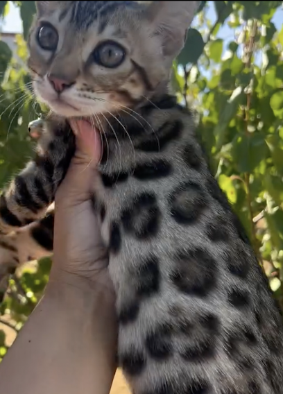 Purrfectly Spoted Bangels