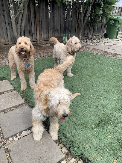 Noah's Bark Doggy Daycare