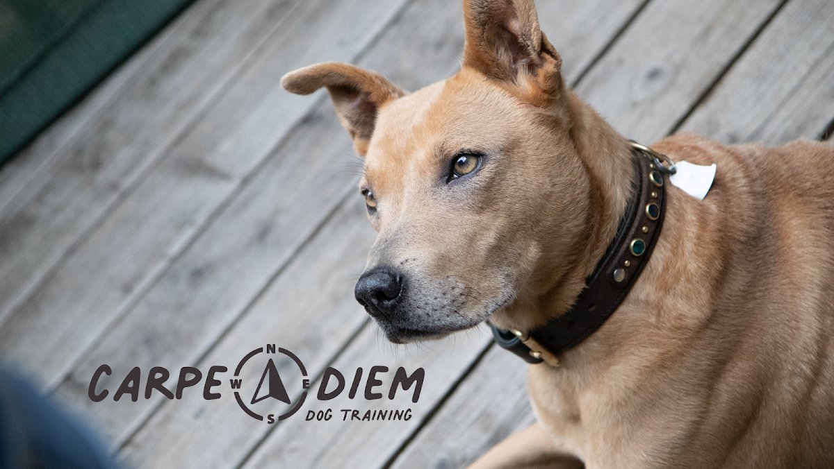 Carpe Diem Dog Training - Photo 2