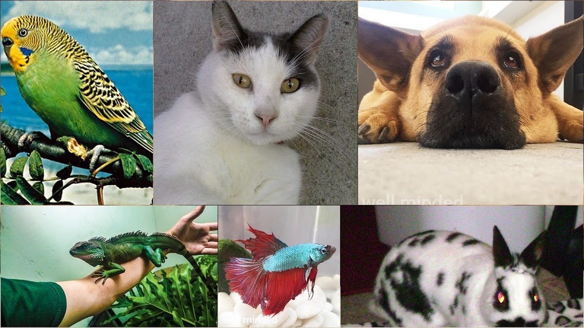 Pawsitive Personal Pet Care - Photo 2