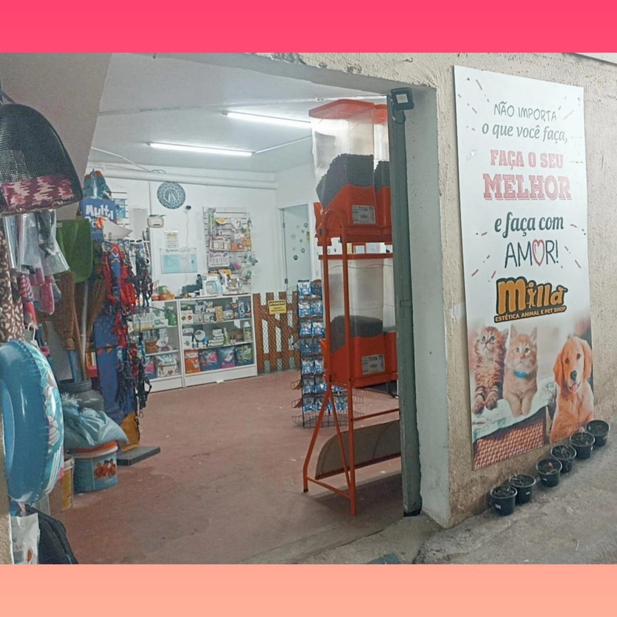 Limpet - Banho e tosa