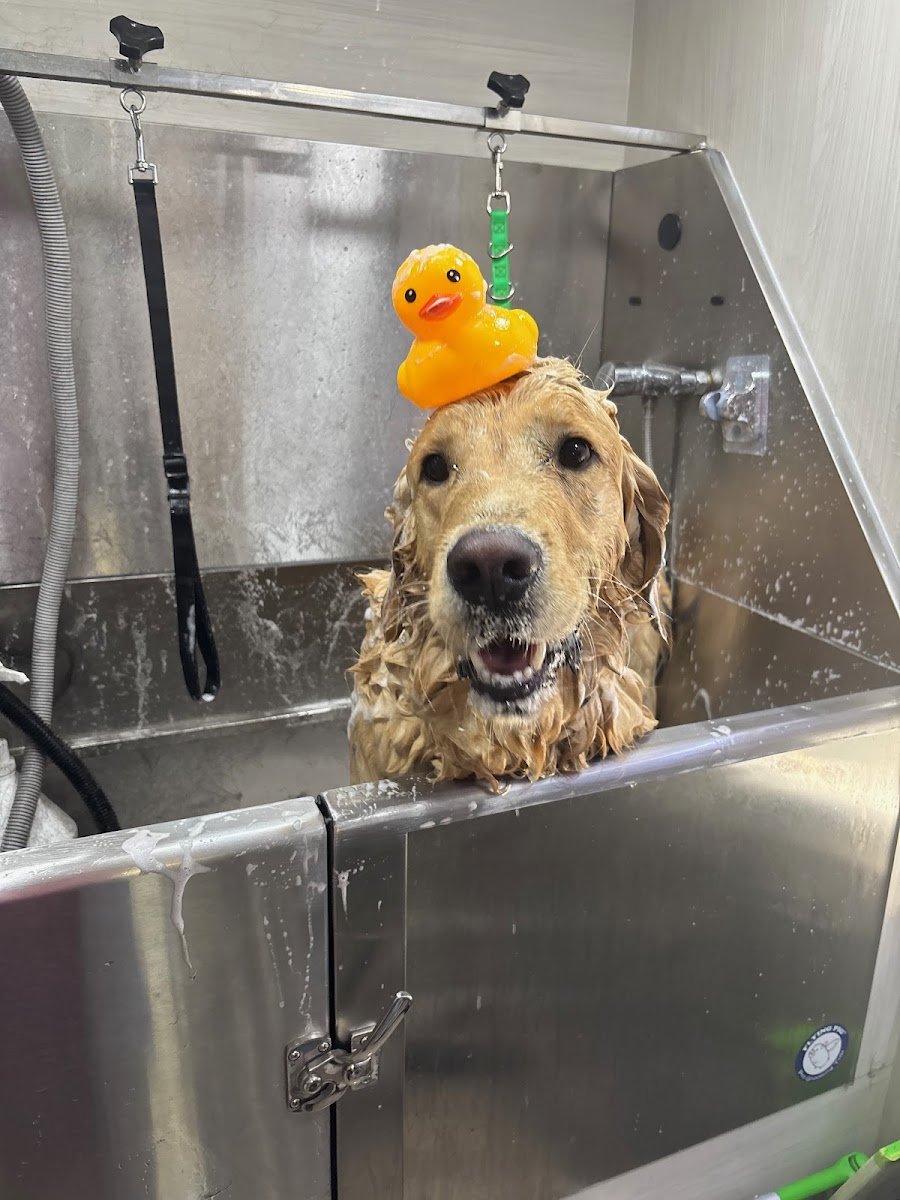 Pup Spa - Photo 2