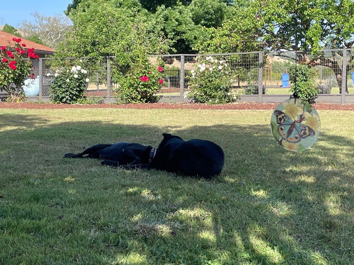 My Boarding Dog - Photo 2