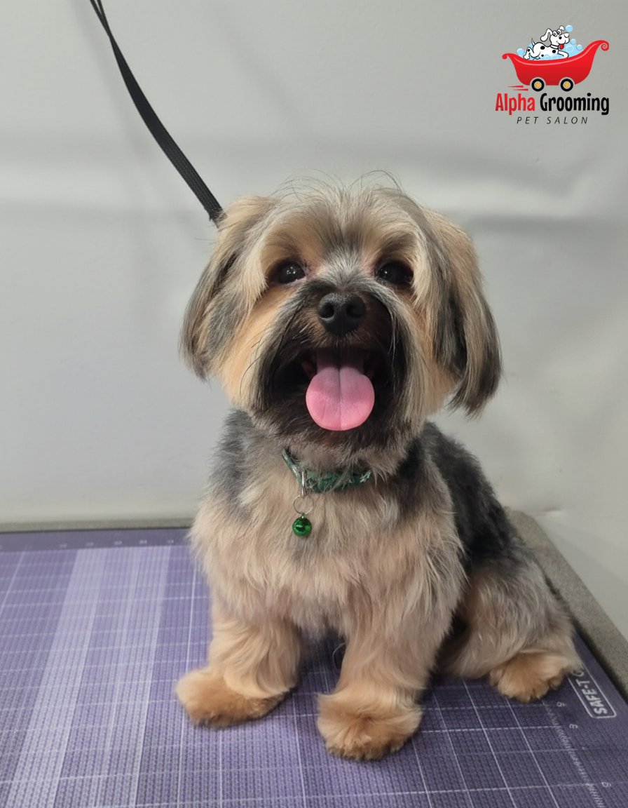 Alpha Grooming Pet Salon - Photo 2