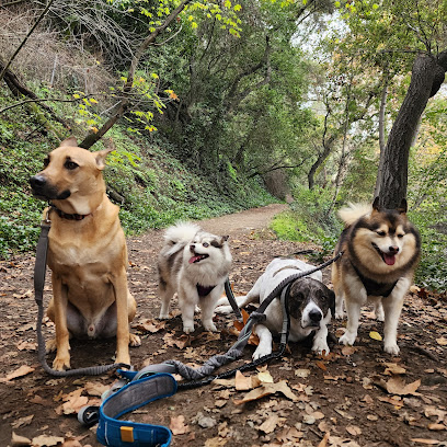Los Gatos Dog Walker