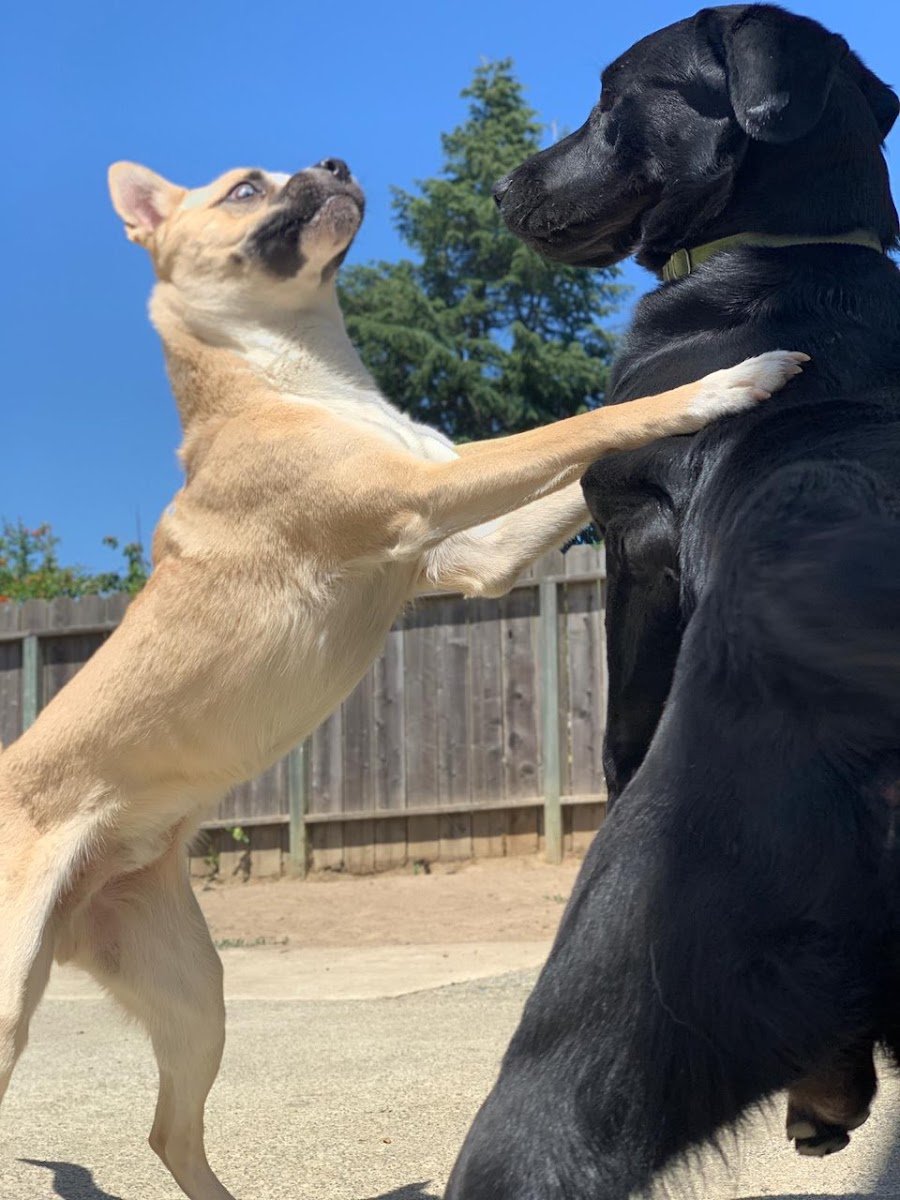 Puppies In Play - Photo 2