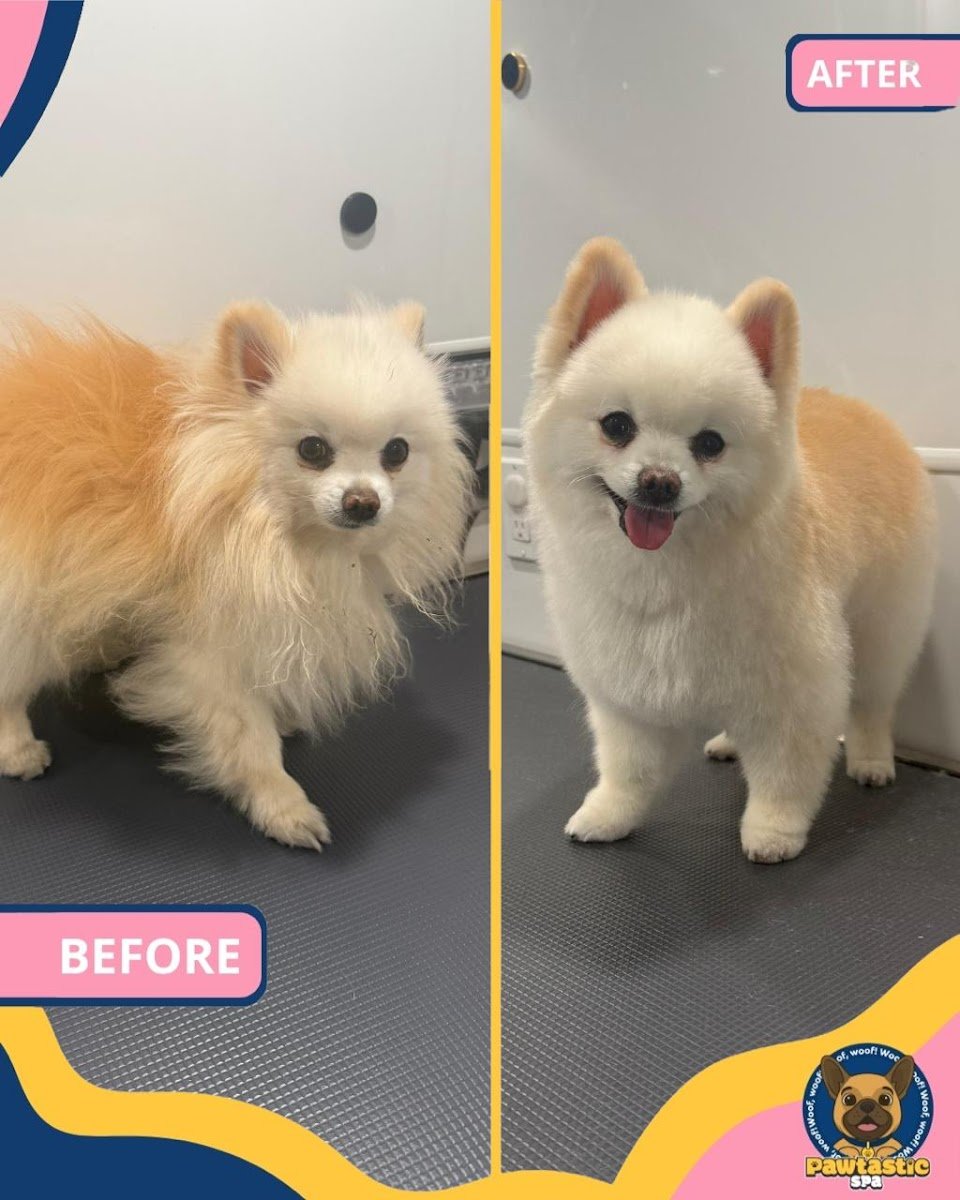 Pawtastic Spa - Photo 2