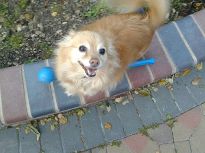 Linda's Loving Pet & House Sitting