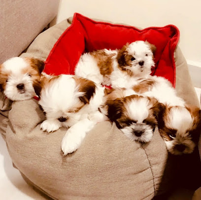 (saint) puppies of shih tzu