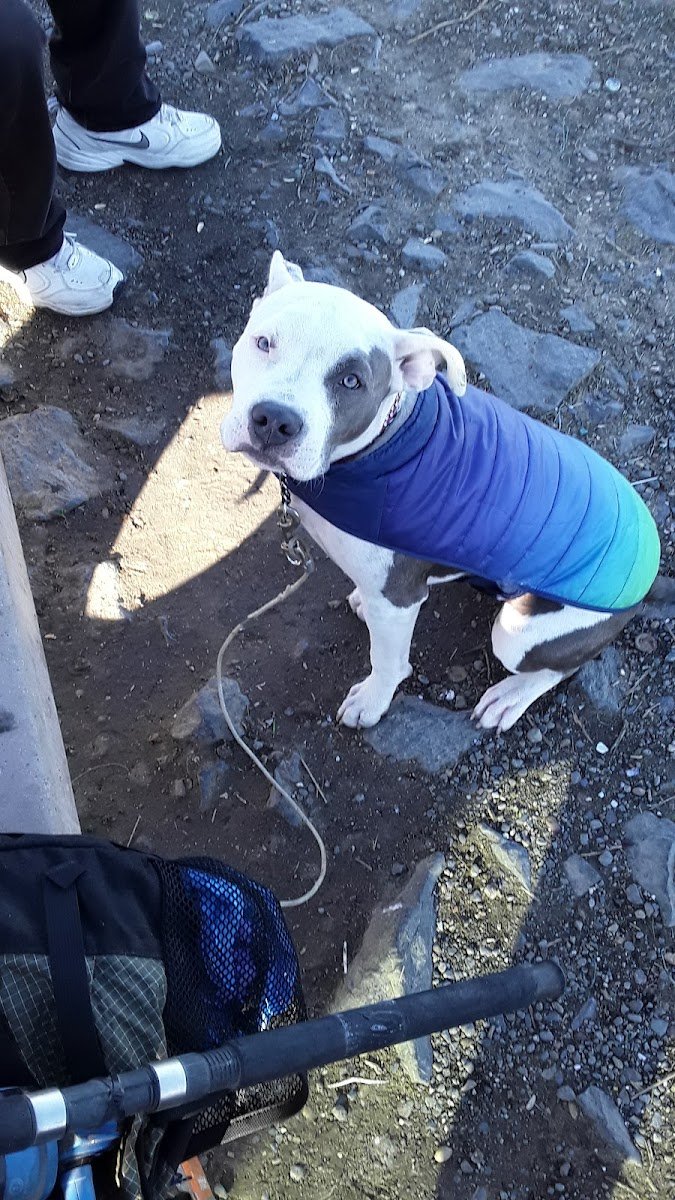 Springdale Kennels - Photo 2