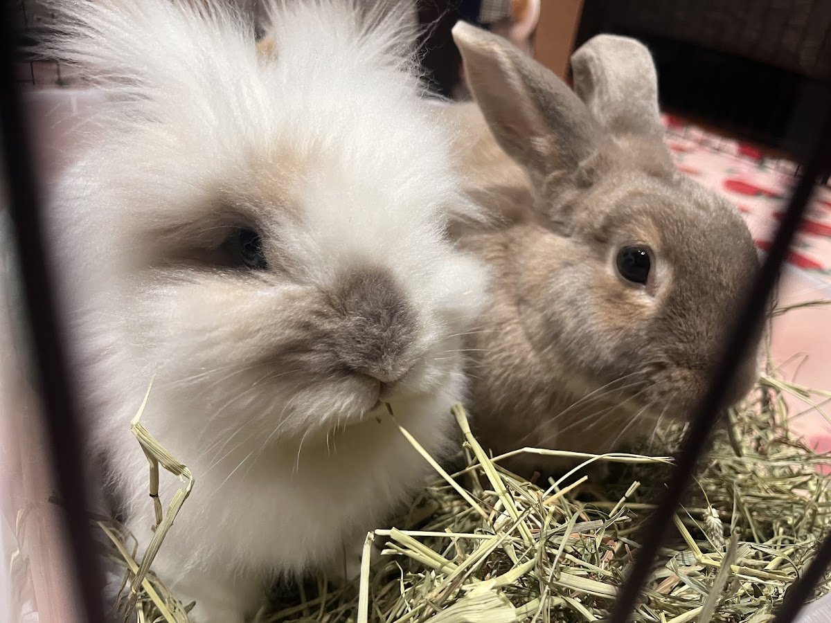 Happy Bunny Sitting - Photo 2
