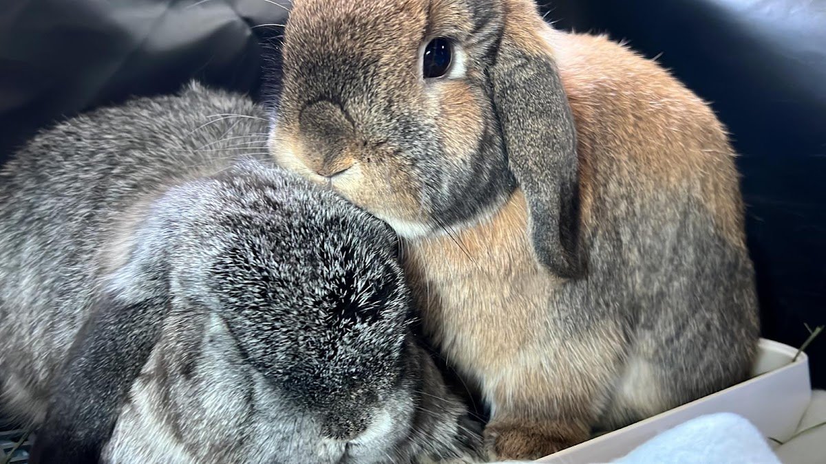Bun-Bun Bunny Sitting - Photo 2