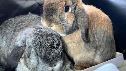 Bun-Bun Bunny Sitting