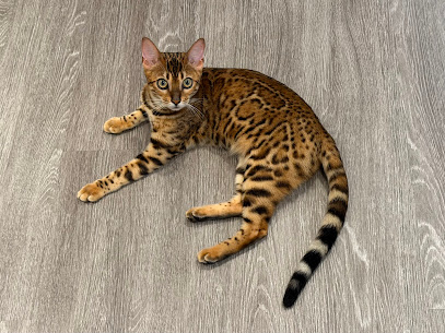 San Jose Bengal Cats