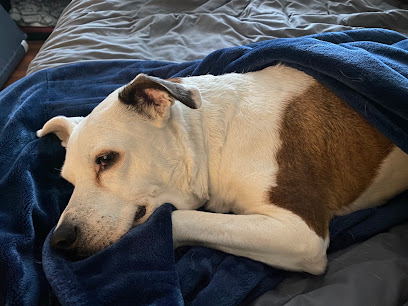 Dogtopia of San Jose