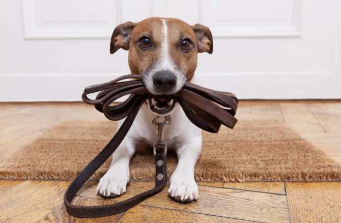Puppy Paradise - Photo 2
