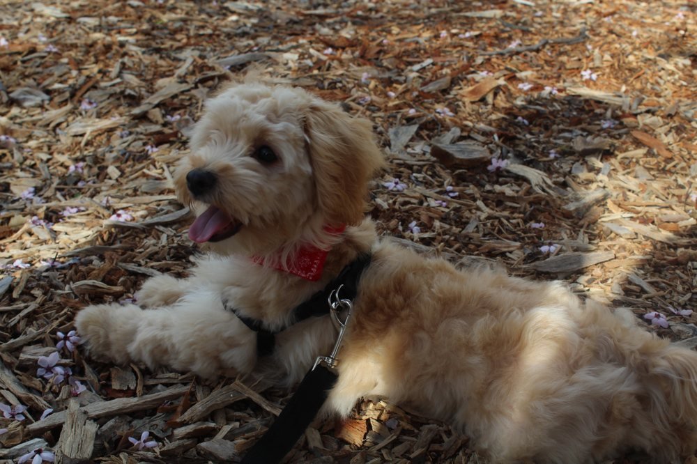 Nancy Pet Sits - Photo 2