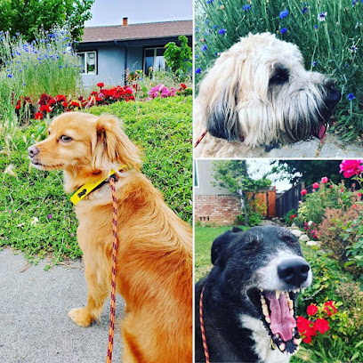 Canine Corral Dog Daycare
